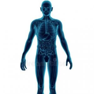 El cuerpo humano
