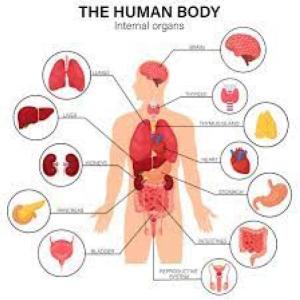 EL CUERPO HUMANO Y LAS ENFERMEDADES