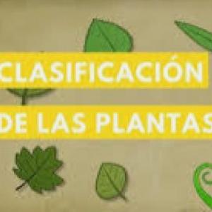 clasificación de las plantas
