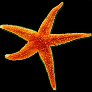 Animales Invertebrados