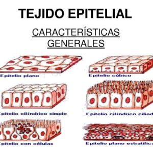 Epitelio de Revestimiento