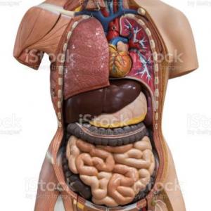 Imagen de portada del videojuego educativo: ANATOMÍA HUMANA , de la temática Ciencias
