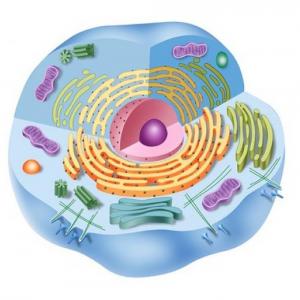 Partes de la célula eucariota animal: estructura y función.