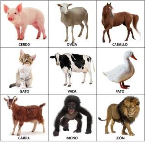 Animales