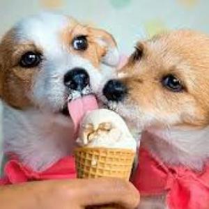 Memoria sobre perritos