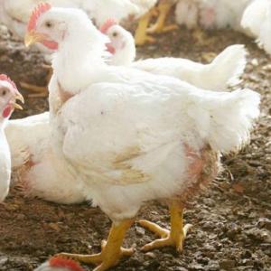 POE Toma de muestras Salmonella Aves