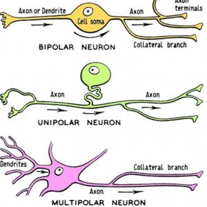 whats type of the neuron?