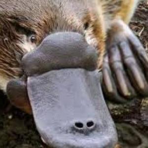 curiosidades del ornitorrinco