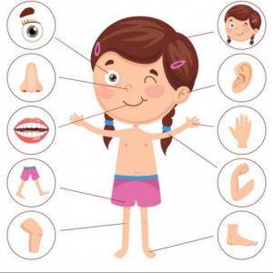 CUERPO HUMANO