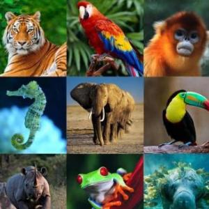 Juego sobre animales