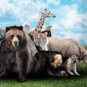 Animales salvajes