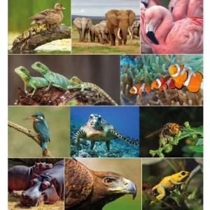 Adivina los animales escondidos