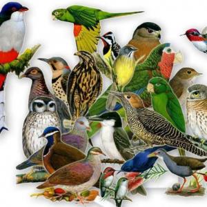 Natural Treasures of Costa Rica