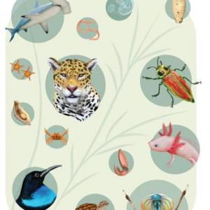 Reino animal