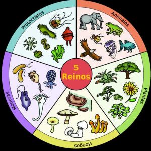 Diversidad de seres vivos 