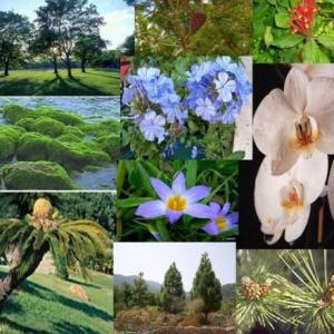 Reino plantae