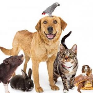 Animales