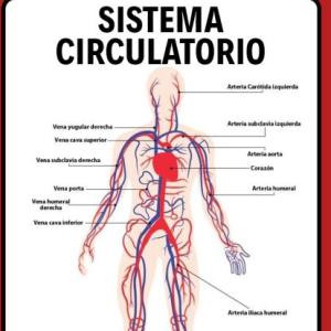 Conociendo mi sistema circulatorio