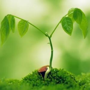 LAS PLANTAS