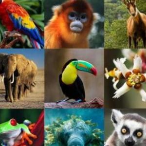 Animales