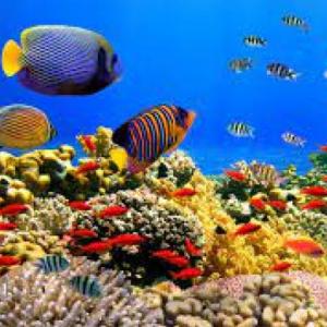 MEMOTEST ANIMALES MARINOS II