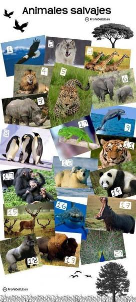 Imagen de portada del videojuego educativo: ANIMALES SALVAJES, de la temática Medio ambiente