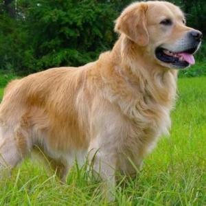 Jugando con los animales domésticos 