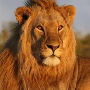 Jugamos con los animales de la selva