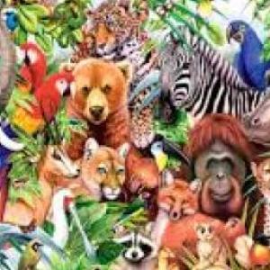 Memotest de Animales