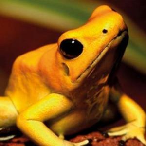 Animales en vía de extinción en Colombia