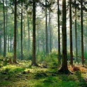 MEMOTEST ANIMALES DEL BOSQUE