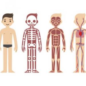 Imagen de portada del videojuego educativo: Huesos y músculos, de la temática Biología