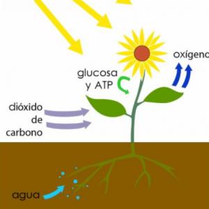 APRENDIENDO SOBRE LA FOTOSÍNTESIS 