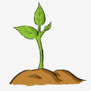 ¿QUÉ NECESITAN LAS PLANTAS PARA VIVIR?