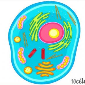 Biología - La célula