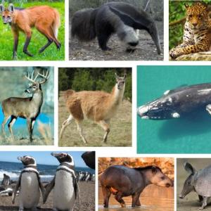 MEMOTEST-ANIMALES EN PELIGRO DE EXTINCION