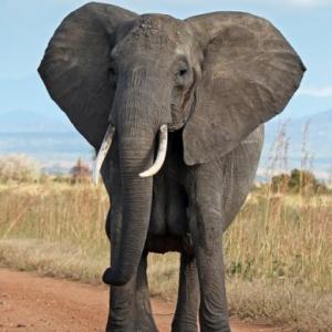 What is amazing about animals?