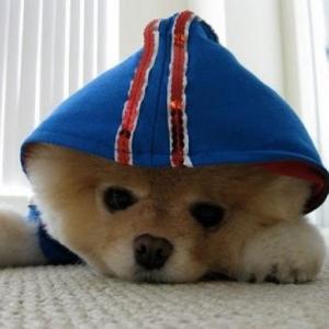 memoria de perro