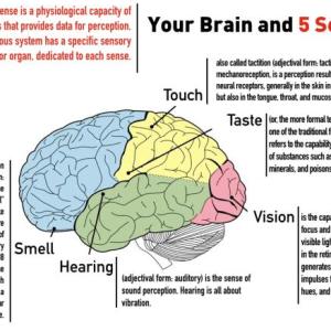 Escalas de Competencias - Five Senses 