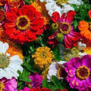 Adivina las Flores