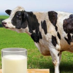Leche