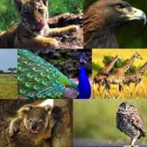 ANIMALES VERTEBRADOS