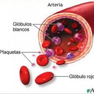 Tejido Sanguineo y Hematopoyesis