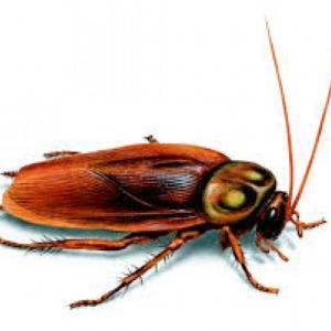 Imagen de portada del videojuego educativo: CONOCEMOS A LA CUCARACHA, de la temática Biología