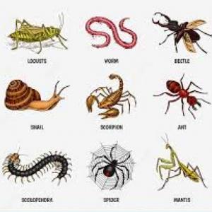 INSECTOS Y MOLUSCOS
