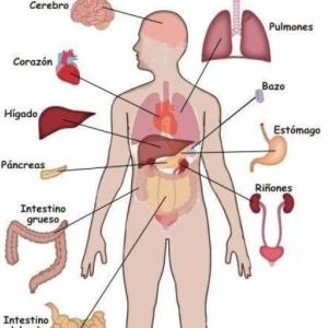 Los 5 órganos mas importantes del ser humano
