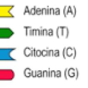 ADN Y ARN