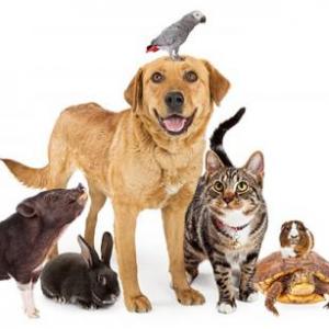 ANIMALES EN ZAPOTECO (NOMBRES 2a)
