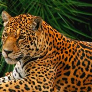 ¡Identificando animales autóctonos!
