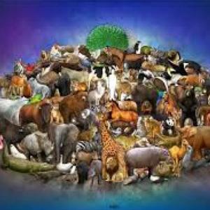Animales